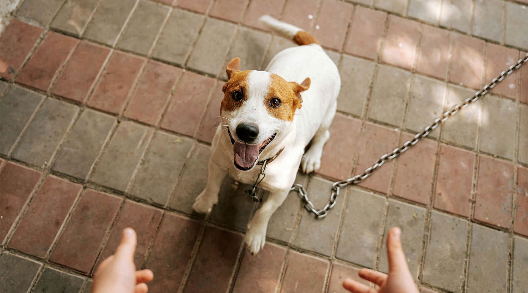 a dog on a leash being walked by a person